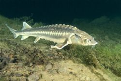Sturgeon, Capernwray 20mm with twin SB 105 flashguns. by Derek Haslam 